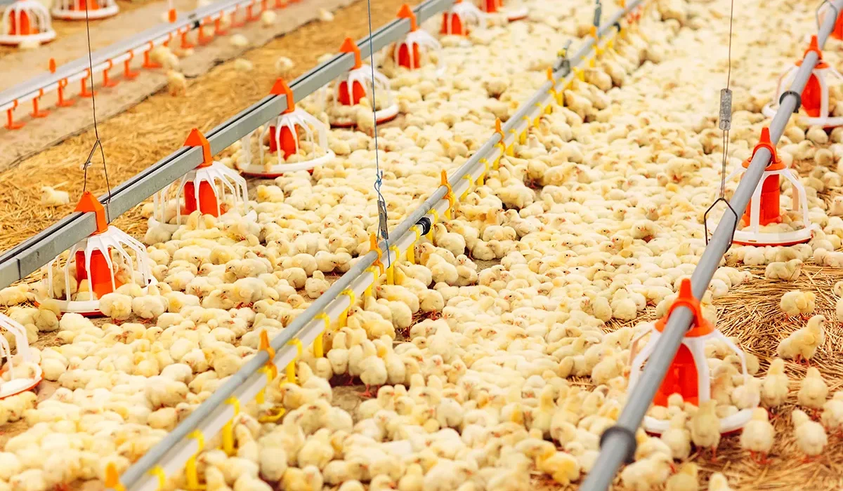 آشنایی با مراحل ساخت مرغداری گوشتی استاندارد - ماناطرح زیگورات