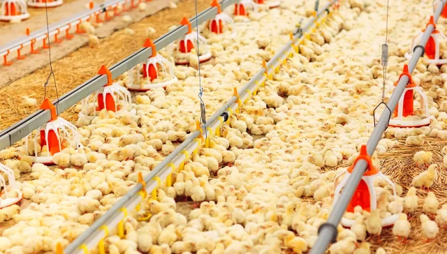 آشنایی با مراحل ساخت مرغداری گوشتی استاندارد - ماناطرح زیگورات