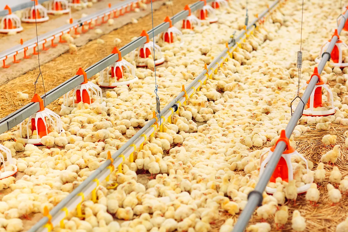 آشنایی با مراحل ساخت مرغداری گوشتی استاندارد - ماناطرح زیگورات