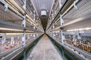 نقش تکنولوژی‌ ساخت مرغداری در ساخت مرغداری | استانداردهای نوین در پروژه‌های پرورش طیور - مانا طرح زیگورات