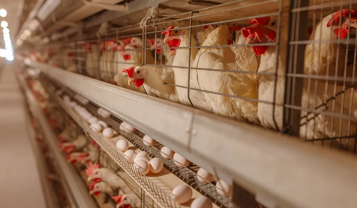 نقش تکنولوژی‌ ساخت مرغداری در ساخت مرغداری | استانداردهای نوین در پروژه‌های پرورش طیور - مانا طرح زیگورات